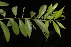 Vaccinium neilgherrense